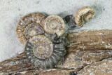 Jurassic Ammonite & Petrified Wood Association - Dorset, England #171275-3